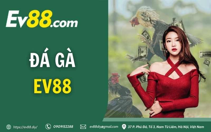 Đá Gà EV88 – Sân chơi cá cược đá gà trực tuyến uy tín 1 da ga ev88